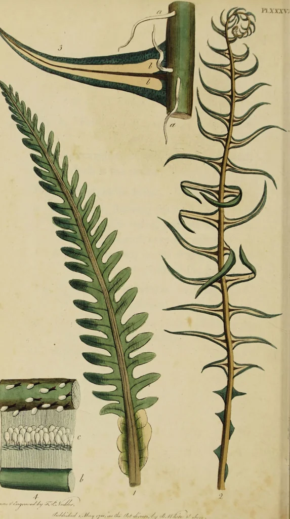 An illustration from Thirty-eight plates with explanations; intended to illustrate Linnaeus's System of vegetables, and particularly adapted to the Letters on the elements of botany [J.J. Rousseau] / By Thomas Martyn., 1799, leaf 150