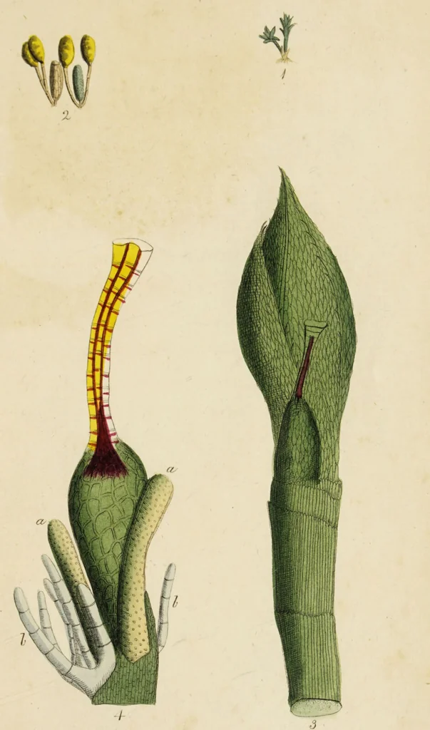 An illustration from Thirty-eight plates with explanations; intended to illustrate Linnaeus's System of vegetables, and particularly adapted to the Letters on the elements of botany [J.J. Rousseau] / By Thomas Martyn., 1799, leaf 153