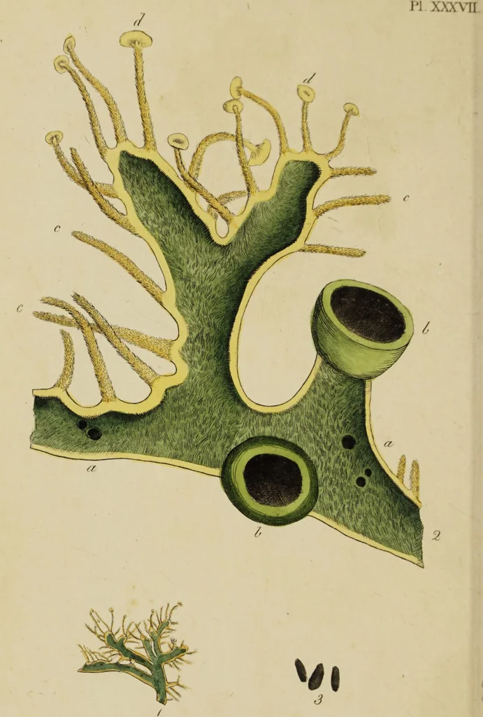 An illustration from Thirty-eight plates with explanations; intended to illustrate Linnaeus's System of vegetables, and particularly adapted to the Letters on the elements of botany [J.J. Rousseau] / By Thomas Martyn., 1799, leaf 156