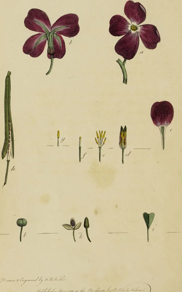An illustration from Thirty-eight plates with explanations; intended to illustrate Linnaeus's System of vegetables, and particularly adapted to the Letters on the elements of botany [J.J. Rousseau] / By Thomas Martyn., 1799, leaf 18