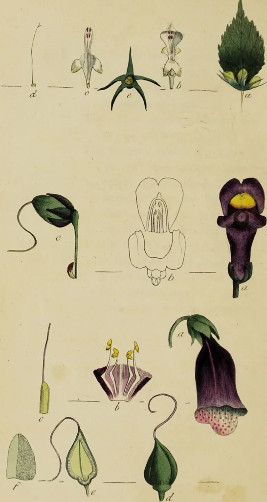 An illustration from Thirty-eight plates with explanations; intended to illustrate Linnaeus's System of vegetables, and particularly adapted to the Letters on the elements of botany [J.J. Rousseau] / By Thomas Martyn., 1799, leaf 26