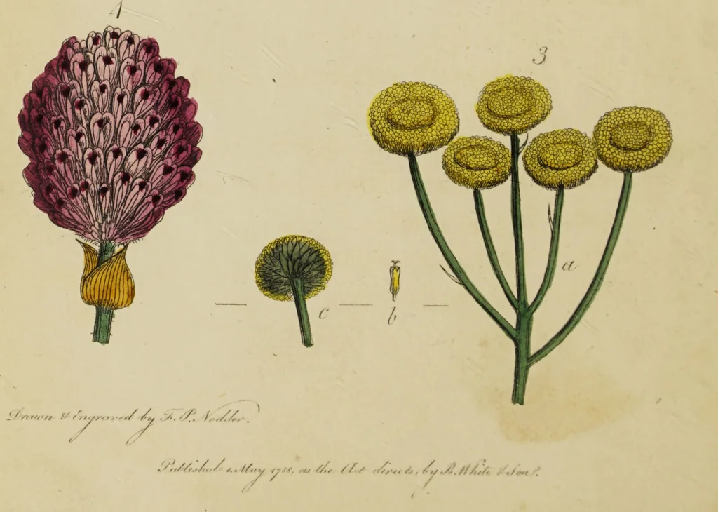 An illustration from Thirty-eight plates with explanations; intended to illustrate Linnaeus's System of vegetables, and particularly adapted to the Letters on the elements of botany [J.J. Rousseau] / By Thomas Martyn., 1799, leaf 34
