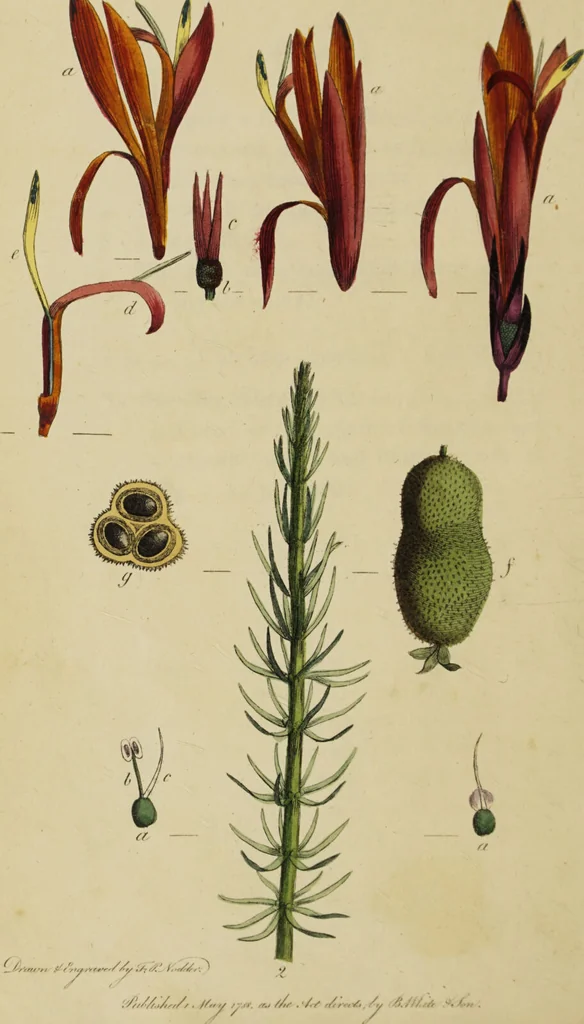 An illustration from Thirty-eight plates with explanations; intended to illustrate Linnaeus's System of vegetables, and particularly adapted to the Letters on the elements of botany [J.J. Rousseau] / By Thomas Martyn., 1799, leaf 38