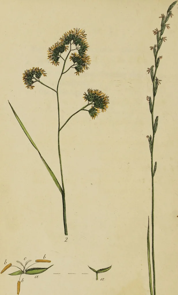 An illustration from Thirty-eight plates with explanations; intended to illustrate Linnaeus's System of vegetables, and particularly adapted to the Letters on the elements of botany [J.J. Rousseau] / By Thomas Martyn., 1799, leaf 46