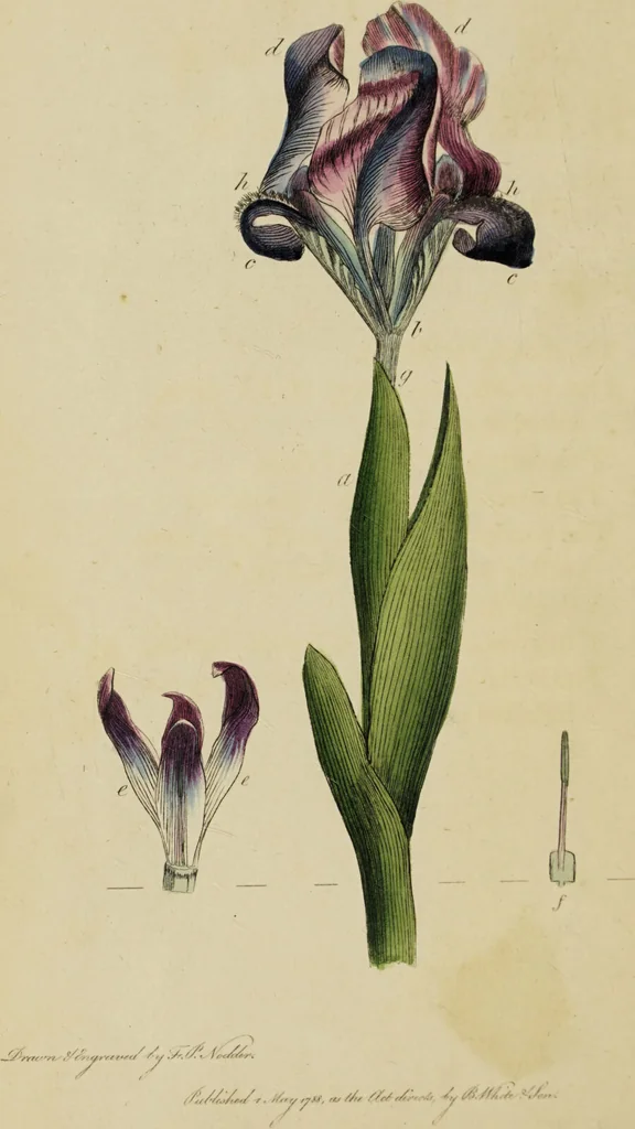 An illustration from Thirty-eight plates with explanations; intended to illustrate Linnaeus's System of vegetables, and particularly adapted to the Letters on the elements of botany [J.J. Rousseau] / By Thomas Martyn., 1799, leaf 50