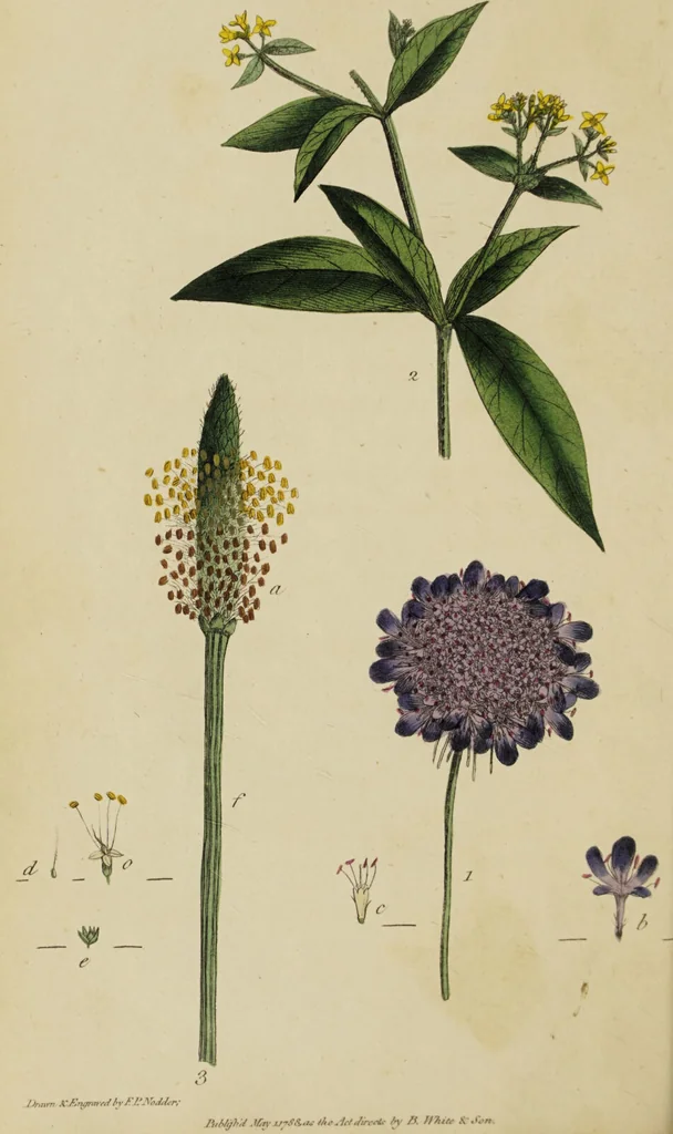 An illustration from Thirty-eight plates with explanations; intended to illustrate Linnaeus's System of vegetables, and particularly adapted to the Letters on the elements of botany [J.J. Rousseau] / By Thomas Martyn., 1799, leaf 54