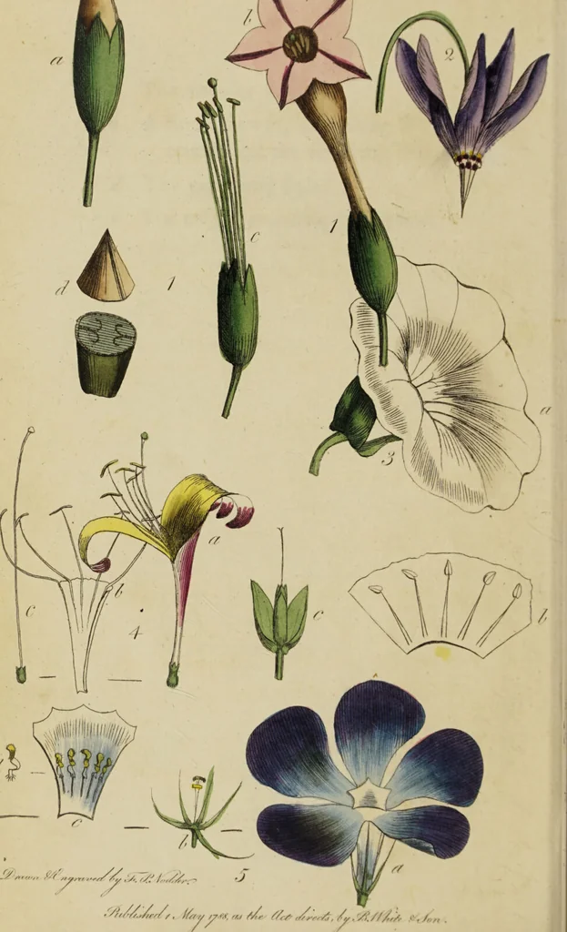 An illustration from Thirty-eight plates with explanations; intended to illustrate Linnaeus's System of vegetables, and particularly adapted to the Letters on the elements of botany [J.J. Rousseau] / By Thomas Martyn., 1799, leaf 58
