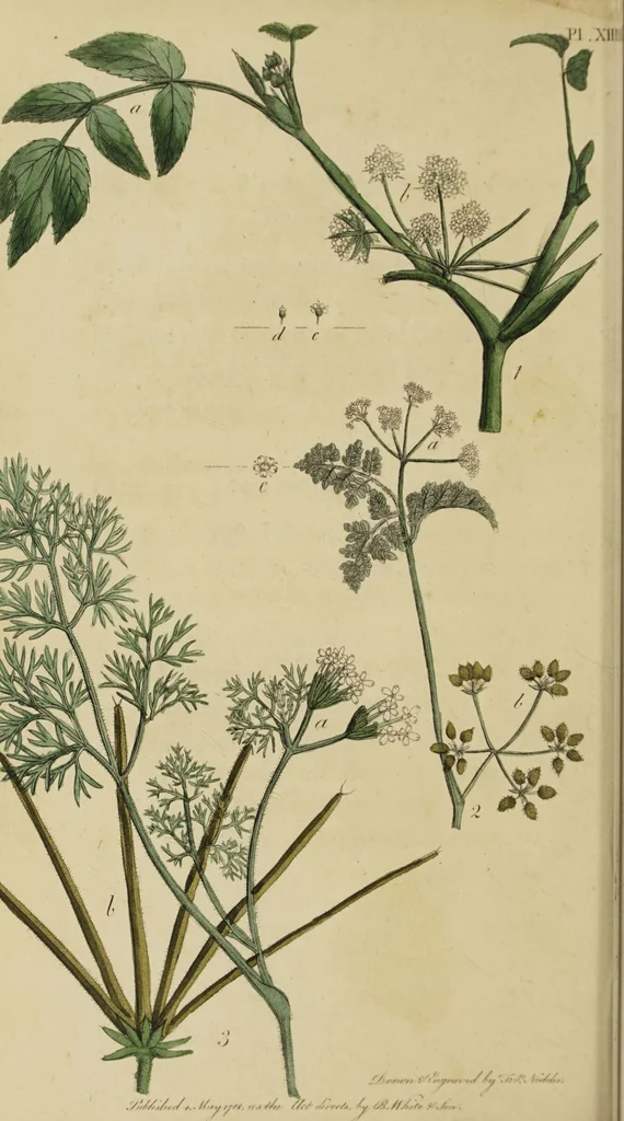 An illustration from Thirty-eight plates with explanations; intended to illustrate Linnaeus's System of vegetables, and particularly adapted to the Letters on the elements of botany [J.J. Rousseau] / By Thomas Martyn., 1799, leaf 62