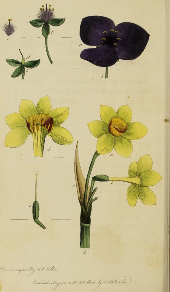 An illustration from Thirty-eight plates with explanations; intended to illustrate Linnaeus's System of vegetables, and particularly adapted to the Letters on the elements of botany [J.J. Rousseau] / By Thomas Martyn., 1799, leaf 66