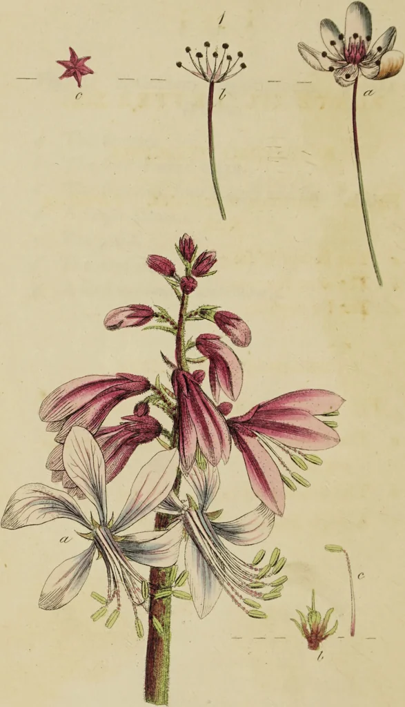 An illustration from Thirty-eight plates with explanations; intended to illustrate Linnaeus's System of vegetables, and particularly adapted to the Letters on the elements of botany [J.J. Rousseau] / By Thomas Martyn., 1799, leaf 74