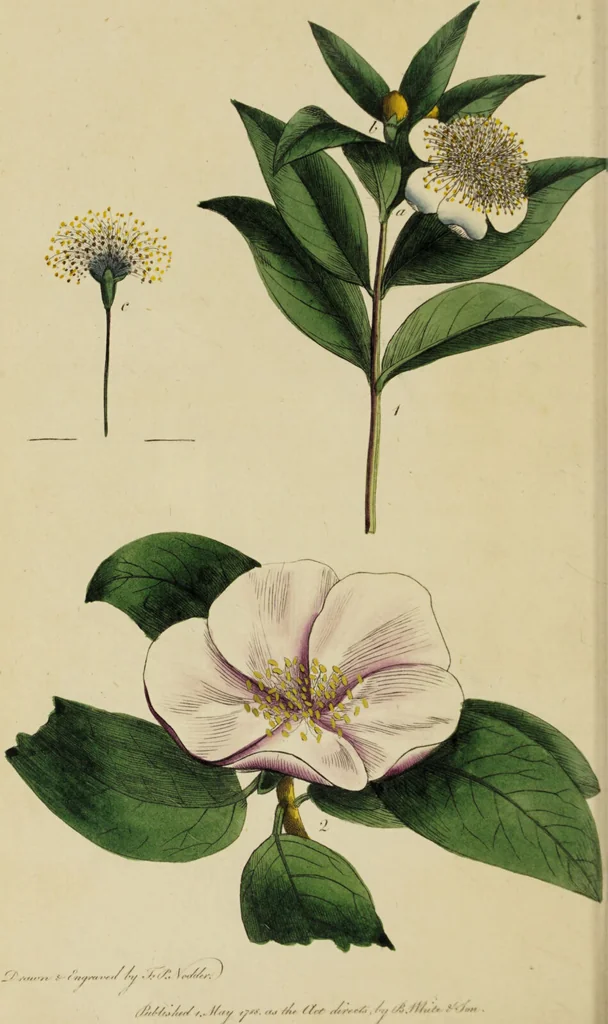 An illustration from Thirty-eight plates with explanations; intended to illustrate Linnaeus's System of vegetables, and particularly adapted to the Letters on the elements of botany [J.J. Rousseau] / By Thomas Martyn., 1799, leaf 82