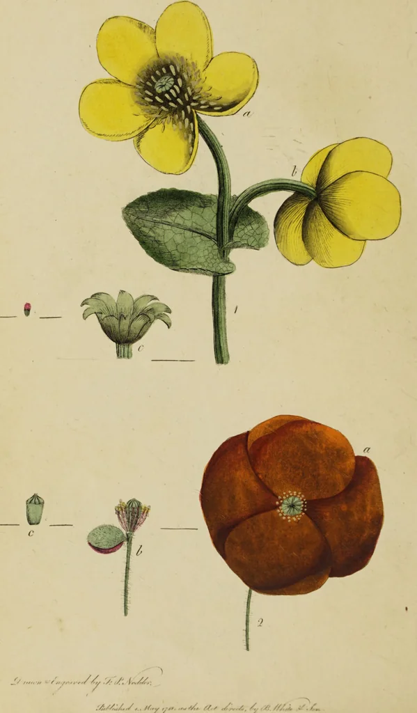An illustration from Thirty-eight plates with explanations; intended to illustrate Linnaeus's System of vegetables, and particularly adapted to the Letters on the elements of botany [J.J. Rousseau] / By Thomas Martyn., 1799, leaf 86