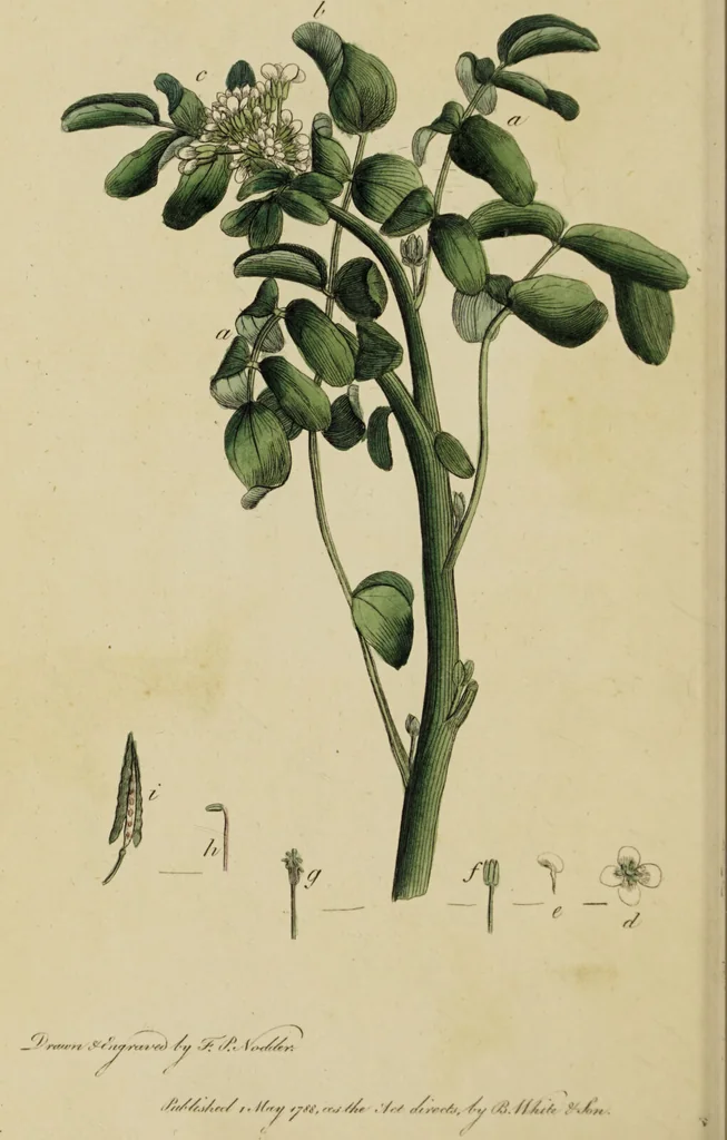 An illustration from Thirty-eight plates with explanations; intended to illustrate Linnaeus's System of vegetables, and particularly adapted to the Letters on the elements of botany [J.J. Rousseau] / By Thomas Martyn., 1799, leaf 94