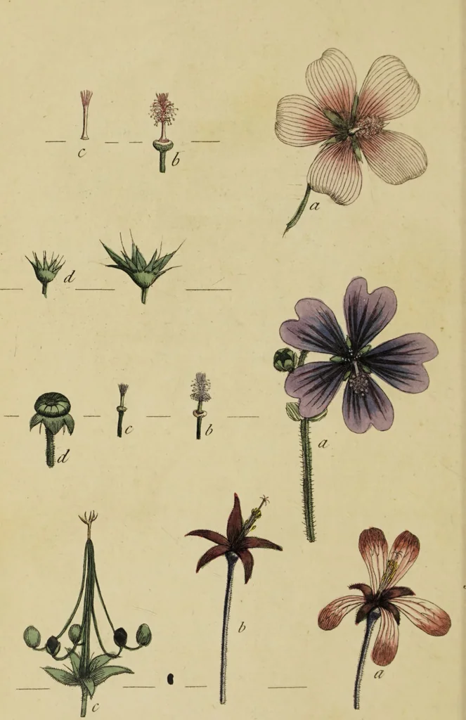 An illustration from Thirty-eight plates with explanations; intended to illustrate Linnaeus's System of vegetables, and particularly adapted to the Letters on the elements of botany [J.J. Rousseau] / By Thomas Martyn., 1799, leaf 98