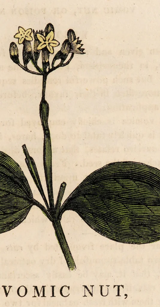 An illustration from A family herbal: or, Familiar account of the medical properties of British and foreign plants, also their uses in dying, and the various arts, arranged according to the Linnaean system / [Robert John Thornton]., 1814, leaf 201