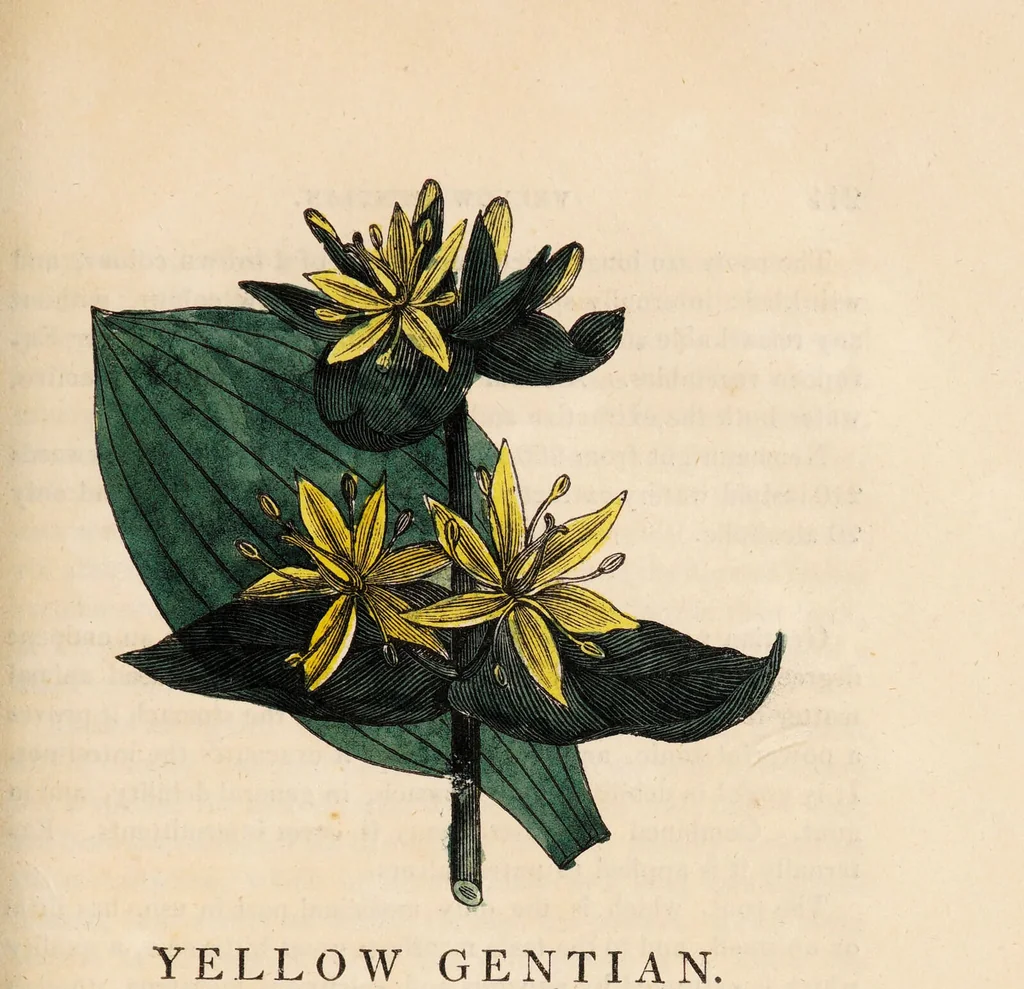 An illustration from A family herbal: or, Familiar account of the medical properties of British and foreign plants, also their uses in dying, and the various arts, arranged according to the Linnaean system / [Robert John Thornton]., 1814, leaf 275