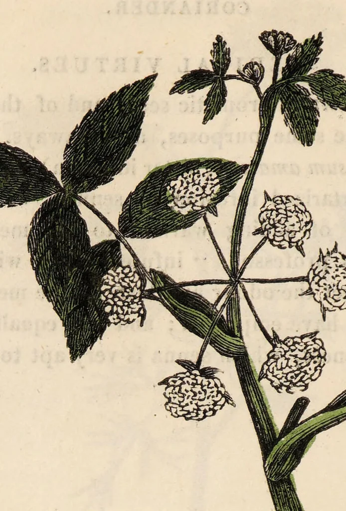 An illustration from A family herbal: or, Familiar account of the medical properties of British and foreign plants, also their uses in dying, and the various arts, arranged according to the Linnaean system / [Robert John Thornton]., 1814, leaf 328