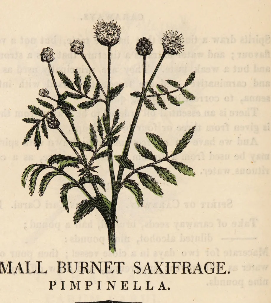 An illustration from A family herbal: or, Familiar account of the medical properties of British and foreign plants, also their uses in dying, and the various arts, arranged according to the Linnaean system / [Robert John Thornton]., 1814, leaf 336