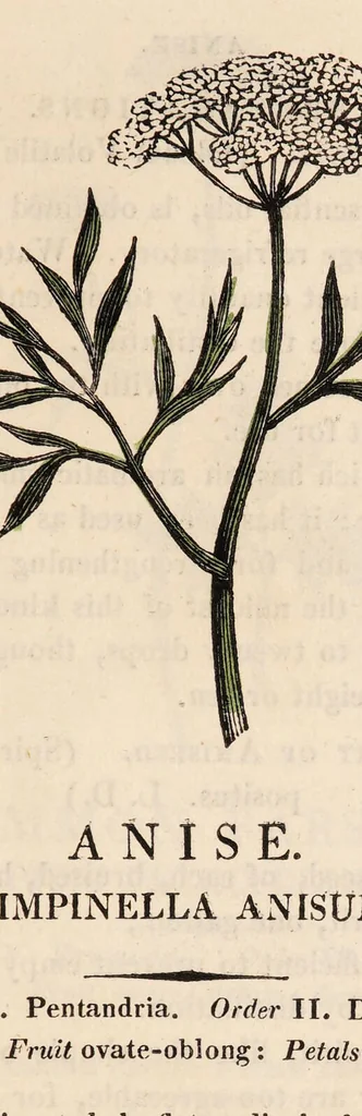 An illustration from A family herbal: or, Familiar account of the medical properties of British and foreign plants, also their uses in dying, and the various arts, arranged according to the Linnaean system / [Robert John Thornton]., 1814, leaf 337