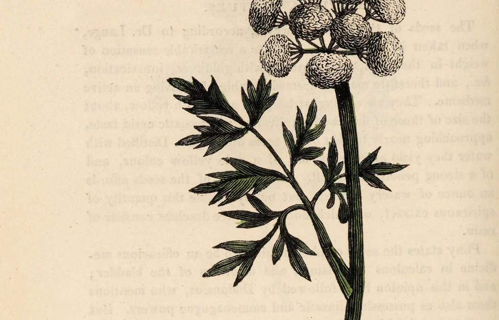 An illustration from A family herbal: or, Familiar account of the medical properties of British and foreign plants, also their uses in dying, and the various arts, arranged according to the Linnaean system / [Robert John Thornton]., 1814, leaf 344