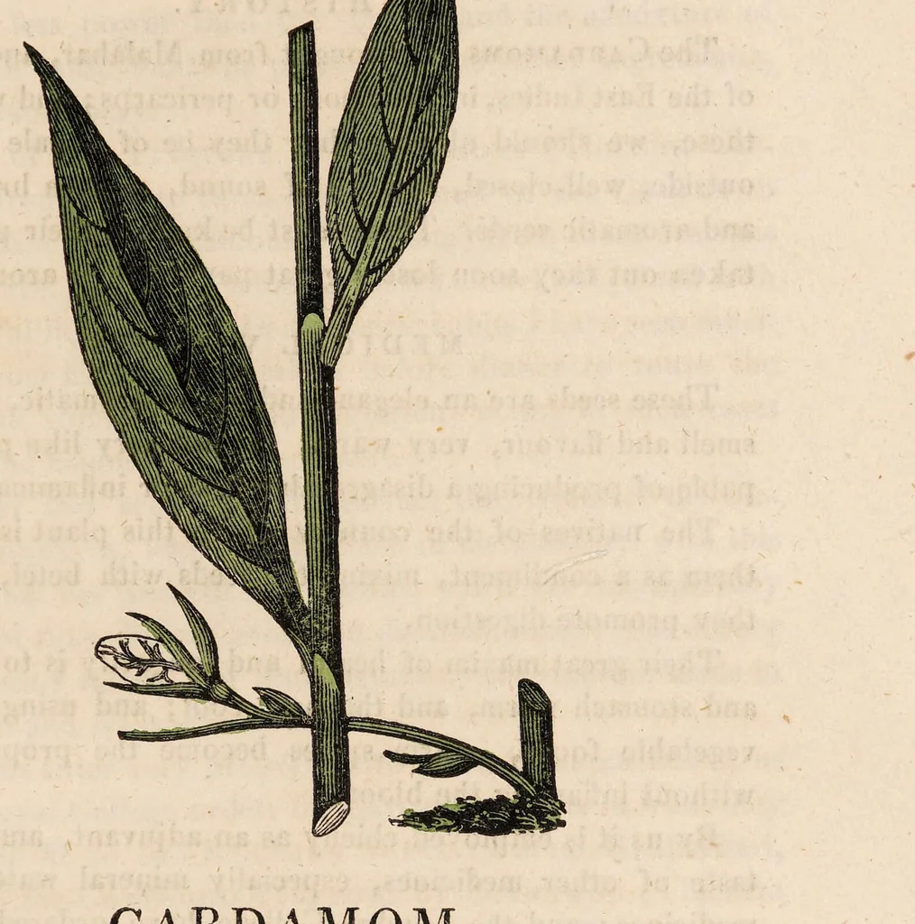 An illustration from A family herbal: or, Familiar account of the medical properties of British and foreign plants, also their uses in dying, and the various arts, arranged according to the Linnaean system / [Robert John Thornton]., 1814, leaf 37
