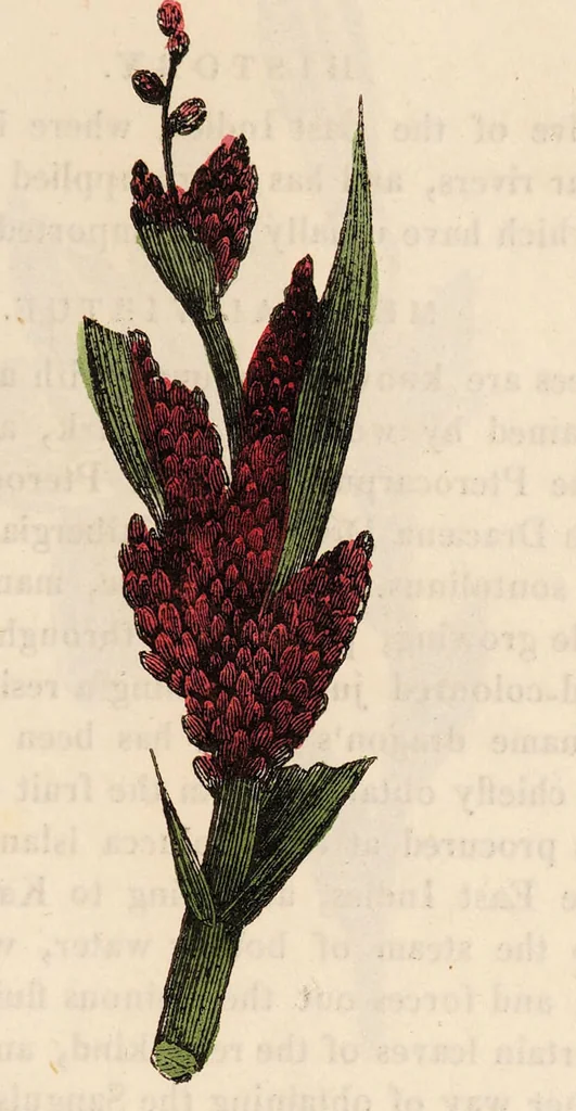 An illustration from A family herbal: or, Familiar account of the medical properties of British and foreign plants, also their uses in dying, and the various arts, arranged according to the Linnaean system / [Robert John Thornton]., 1814, leaf 387