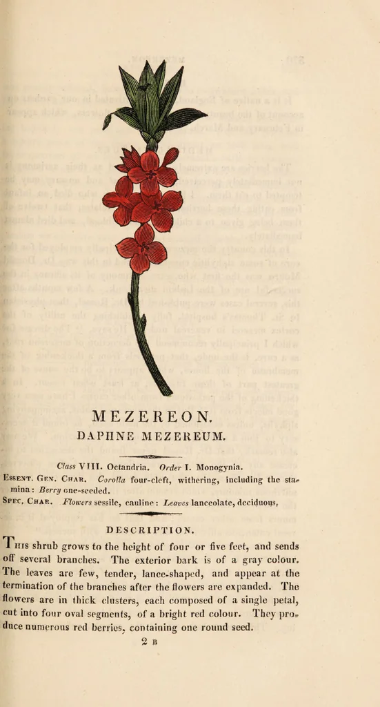 An illustration from A family herbal: or, Familiar account of the medical properties of British and foreign plants, also their uses in dying, and the various arts, arranged according to the Linnaean system / [Robert John Thornton]., 1814, leaf 401