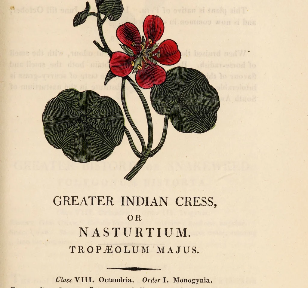 An illustration from A family herbal: or, Familiar account of the medical properties of British and foreign plants, also their uses in dying, and the various arts, arranged according to the Linnaean system / [Robert John Thornton]., 1814, leaf 409