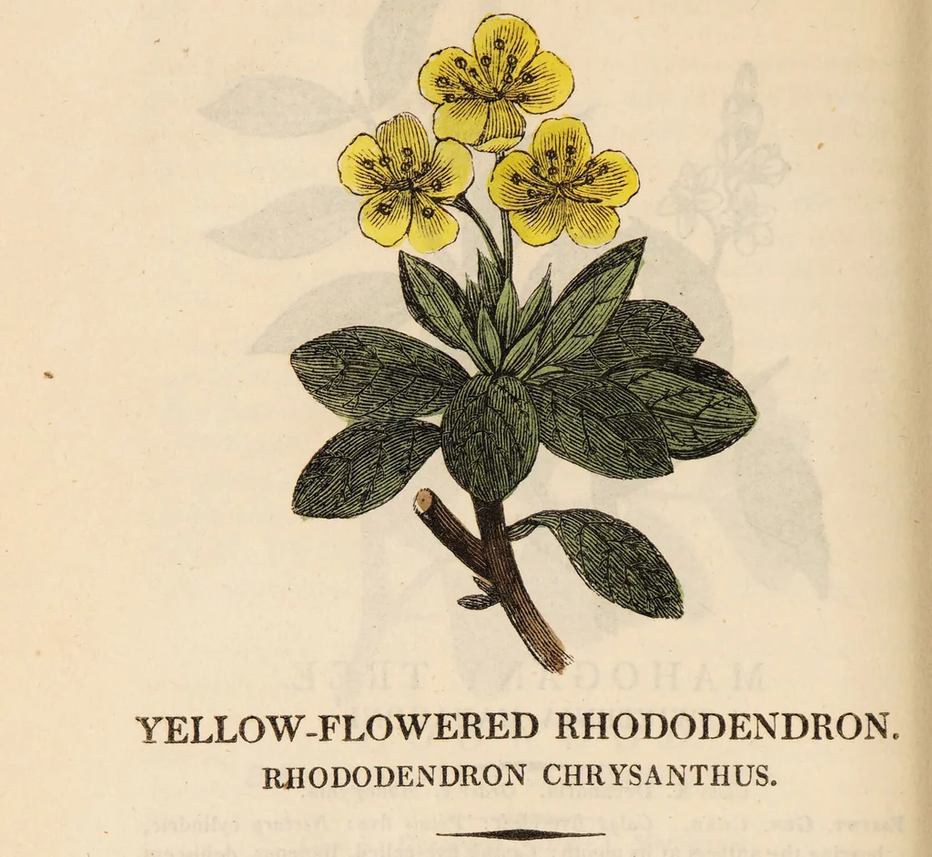 An illustration from A family herbal: or, Familiar account of the medical properties of British and foreign plants, also their uses in dying, and the various arts, arranged according to the Linnaean system / [Robert John Thornton]., 1814, leaf 488