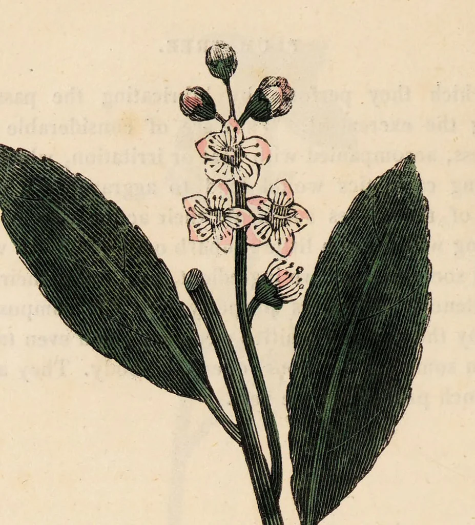 An illustration from A family herbal: or, Familiar account of the medical properties of British and foreign plants, also their uses in dying, and the various arts, arranged according to the Linnaean system / [Robert John Thornton]., 1814, leaf 518