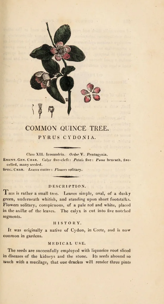 An illustration from A family herbal: or, Familiar account of the medical properties of British and foreign plants, also their uses in dying, and the various arts, arranged according to the Linnaean system / [Robert John Thornton]., 1814, leaf 525