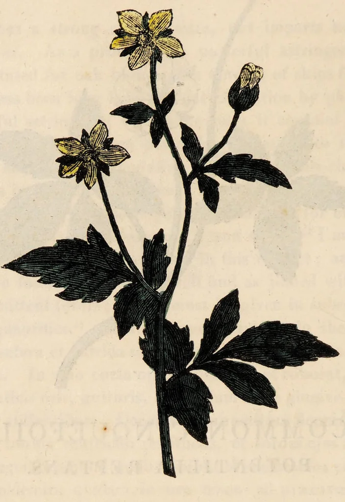 An illustration from A family herbal: or, Familiar account of the medical properties of British and foreign plants, also their uses in dying, and the various arts, arranged according to the Linnaean system / [Robert John Thornton]., 1814, leaf 538