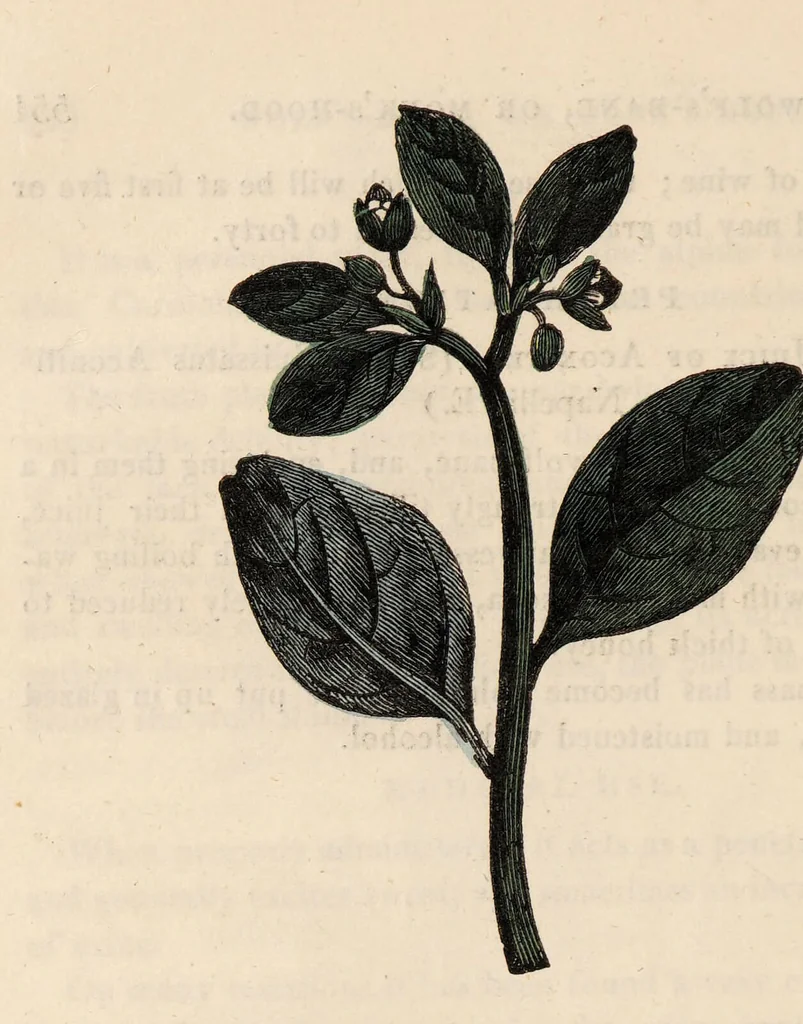 An illustration from A family herbal: or, Familiar account of the medical properties of British and foreign plants, also their uses in dying, and the various arts, arranged according to the Linnaean system / [Robert John Thornton]., 1814, leaf 584