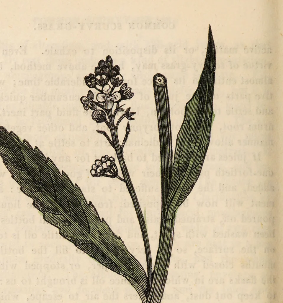 An illustration from A family herbal: or, Familiar account of the medical properties of British and foreign plants, also their uses in dying, and the various arts, arranged according to the Linnaean system / [Robert John Thornton]., 1814, leaf 644