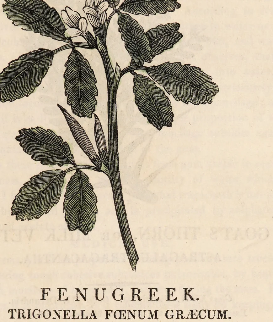 An illustration from A family herbal: or, Familiar account of the medical properties of British and foreign plants, also their uses in dying, and the various arts, arranged according to the Linnaean system / [Robert John Thornton]., 1814, leaf 685