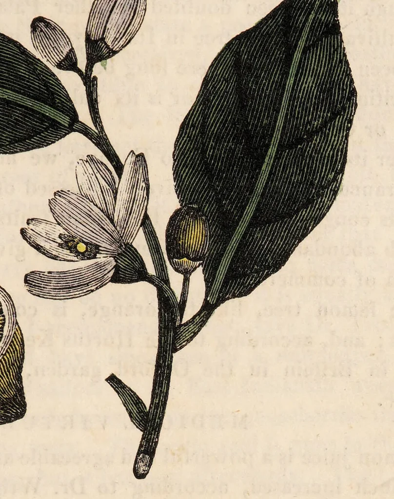 An illustration from A family herbal: or, Familiar account of the medical properties of British and foreign plants, also their uses in dying, and the various arts, arranged according to the Linnaean system / [Robert John Thornton]., 1814, leaf 693
