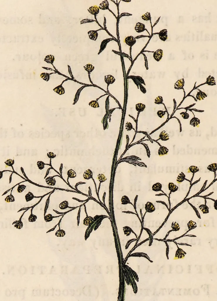 An illustration from A family herbal: or, Familiar account of the medical properties of British and foreign plants, also their uses in dying, and the various arts, arranged according to the Linnaean system / [Robert John Thornton]., 1814, leaf 720