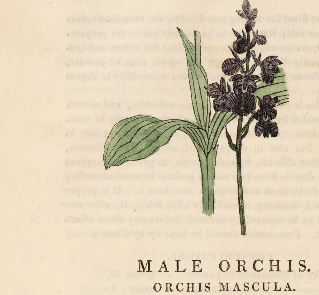 An illustration from A family herbal: or, Familiar account of the medical properties of British and foreign plants, also their uses in dying, and the various arts, arranged according to the Linnaean system / [Robert John Thornton]., 1814, leaf 772