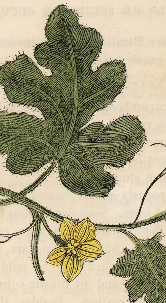 An illustration from A family herbal: or, Familiar account of the medical properties of British and foreign plants, also their uses in dying, and the various arts, arranged according to the Linnaean system / [Robert John Thornton]., 1814, leaf 844