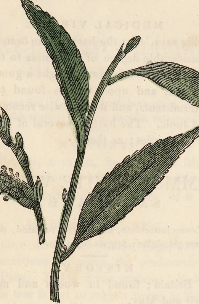 An illustration from A family herbal: or, Familiar account of the medical properties of British and foreign plants, also their uses in dying, and the various arts, arranged according to the Linnaean system / [Robert John Thornton]., 1814, leaf 861