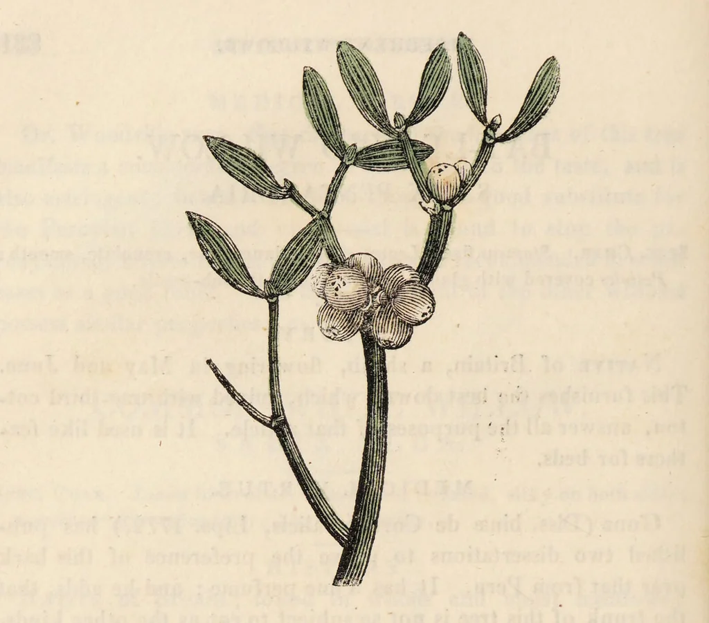 An illustration from A family herbal: or, Familiar account of the medical properties of British and foreign plants, also their uses in dying, and the various arts, arranged according to the Linnaean system / [Robert John Thornton]., 1814, leaf 864