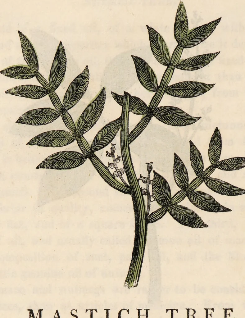 An illustration from A family herbal: or, Familiar account of the medical properties of British and foreign plants, also their uses in dying, and the various arts, arranged according to the Linnaean system / [Robert John Thornton]., 1814, leaf 870