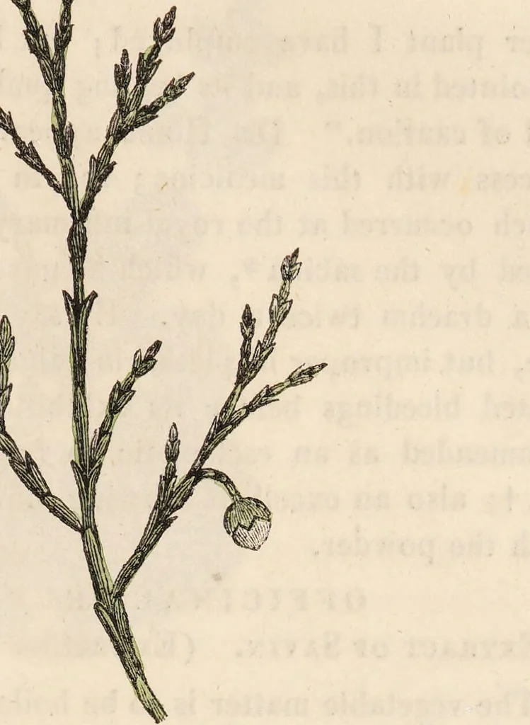 An illustration from A family herbal: or, Familiar account of the medical properties of British and foreign plants, also their uses in dying, and the various arts, arranged according to the Linnaean system / [Robert John Thornton]., 1814, leaf 883