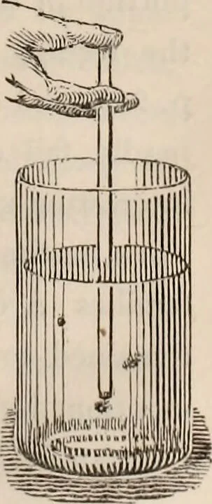 An illustration from A history of infusoria, living and fossil: arranged according to "Die Infusionsthierchen" of C.G. Ehrenberg. Containing coloured engravings, illustrative of all the genera, and descriptions of all the species in that work, with several new ones. To which is appended an account of those recently discovered in the chalk formations / By Andrew Pritchard., 1841, leaf 43