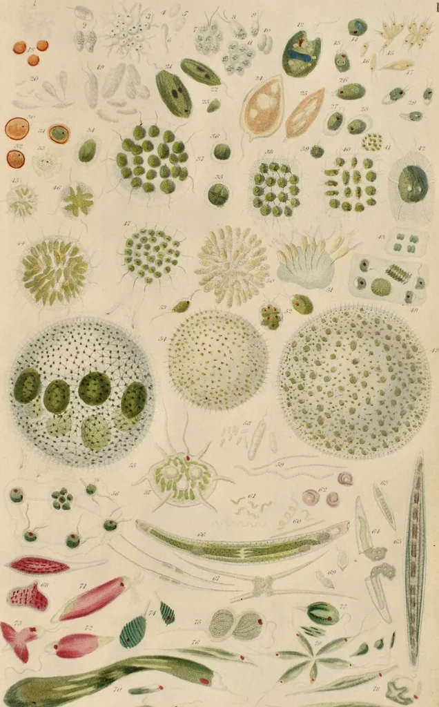 An illustration from A history of infusoria, living and fossil: arranged according to "Die Infusionsthierchen" of C.G. Ehrenberg. Containing coloured engravings, illustrative of all the genera, and descriptions of all the species in that work, with several new ones. To which is appended an account of those recently discovered in the chalk formations / By Andrew Pritchard., 1841, leaf 459
