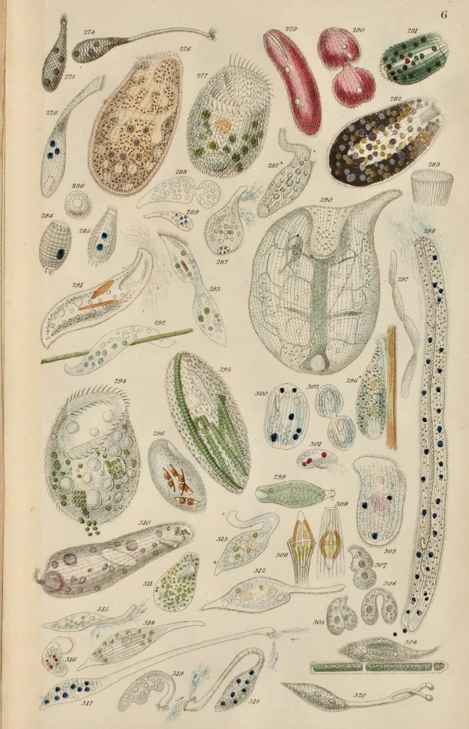 An illustration from A history of infusoria, living and fossil: arranged according to "Die Infusionsthierchen" of C.G. Ehrenberg. Containing coloured engravings, illustrative of all the genera, and descriptions of all the species in that work, with several new ones. To which is appended an account of those recently discovered in the chalk formations / By Andrew Pritchard., 1841, leaf 469