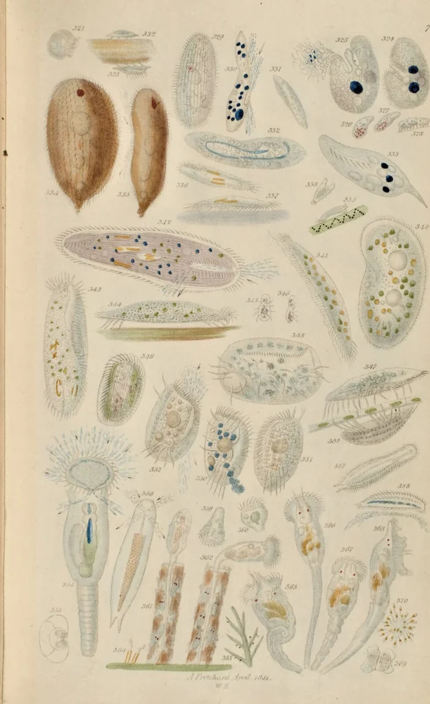 An illustration from A history of infusoria, living and fossil: arranged according to "Die Infusionsthierchen" of C.G. Ehrenberg. Containing coloured engravings, illustrative of all the genera, and descriptions of all the species in that work, with several new ones. To which is appended an account of those recently discovered in the chalk formations / By Andrew Pritchard., 1841, leaf 471