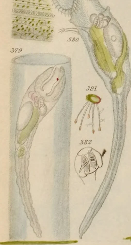 An illustration from A history of infusoria, living and fossil: arranged according to "Die Infusionsthierchen" of C.G. Ehrenberg. Containing coloured engravings, illustrative of all the genera, and descriptions of all the species in that work, with several new ones. To which is appended an account of those recently discovered in the chalk formations / By Andrew Pritchard., 1841, leaf 473