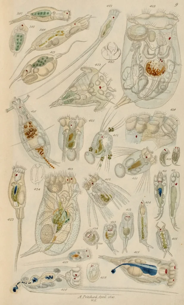 An illustration from A history of infusoria, living and fossil: arranged according to "Die Infusionsthierchen" of C.G. Ehrenberg. Containing coloured engravings, illustrative of all the genera, and descriptions of all the species in that work, with several new ones. To which is appended an account of those recently discovered in the chalk formations / By Andrew Pritchard., 1841, leaf 475