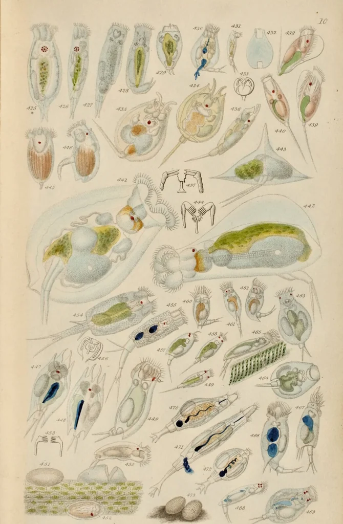 An illustration from A history of infusoria, living and fossil: arranged according to "Die Infusionsthierchen" of C.G. Ehrenberg. Containing coloured engravings, illustrative of all the genera, and descriptions of all the species in that work, with several new ones. To which is appended an account of those recently discovered in the chalk formations / By Andrew Pritchard., 1841, leaf 477